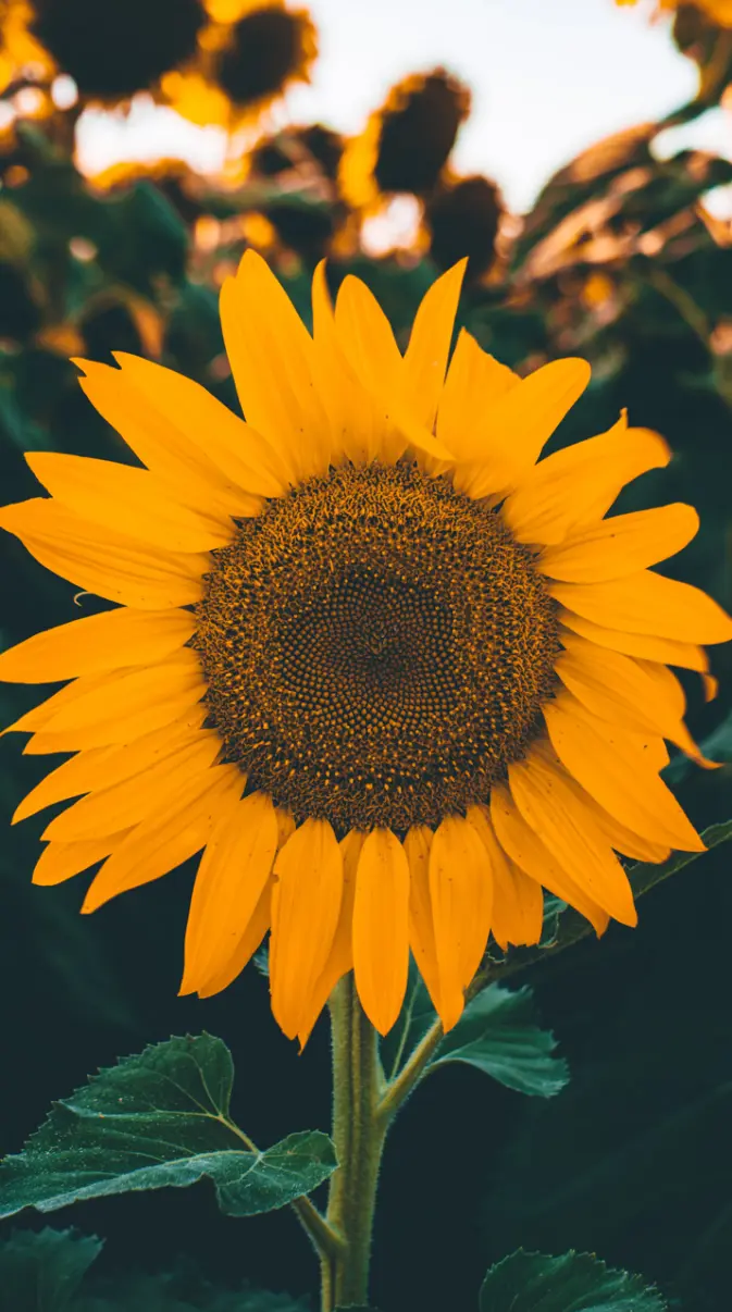 Sunflower wallpaper