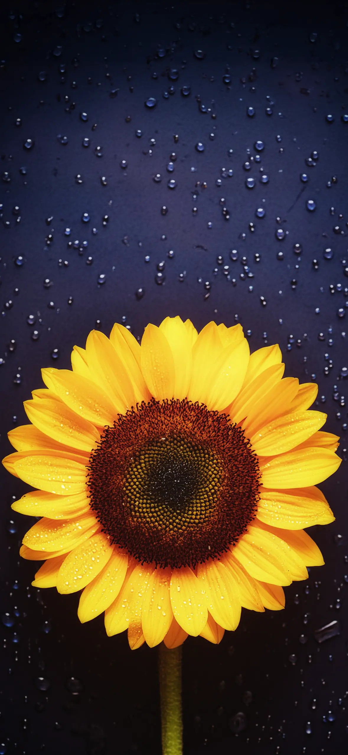 Sunflower Phone Wallpaper