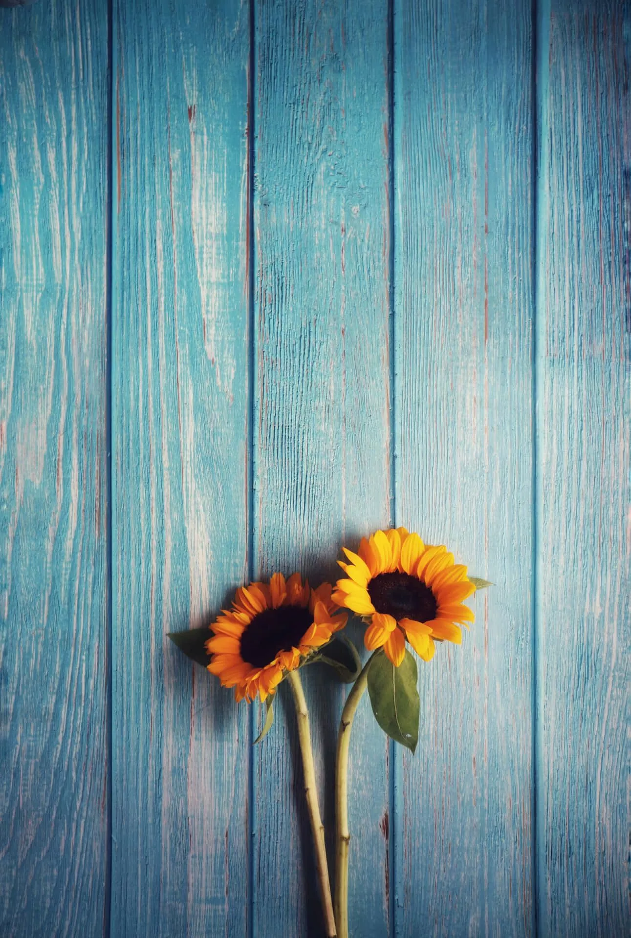 Sunflower Phone Wallpaper