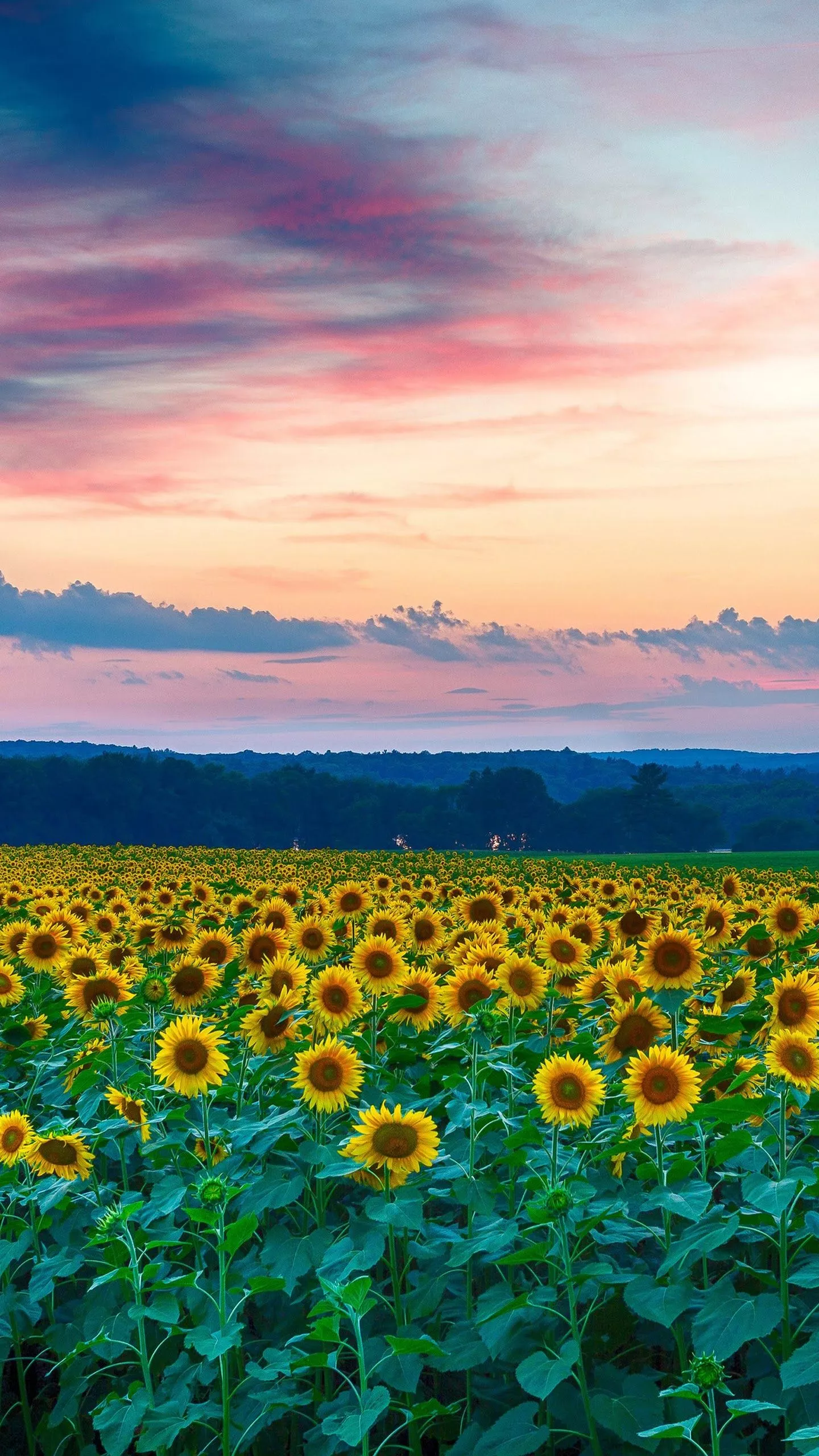 Sunflowers Flower Field Nature