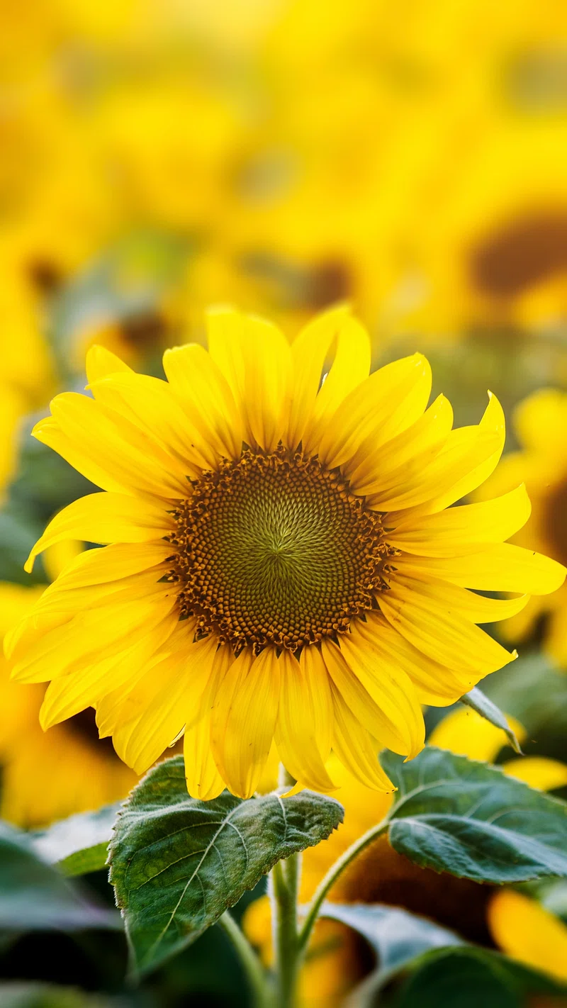 Sunflower Wallpaper Image. Free