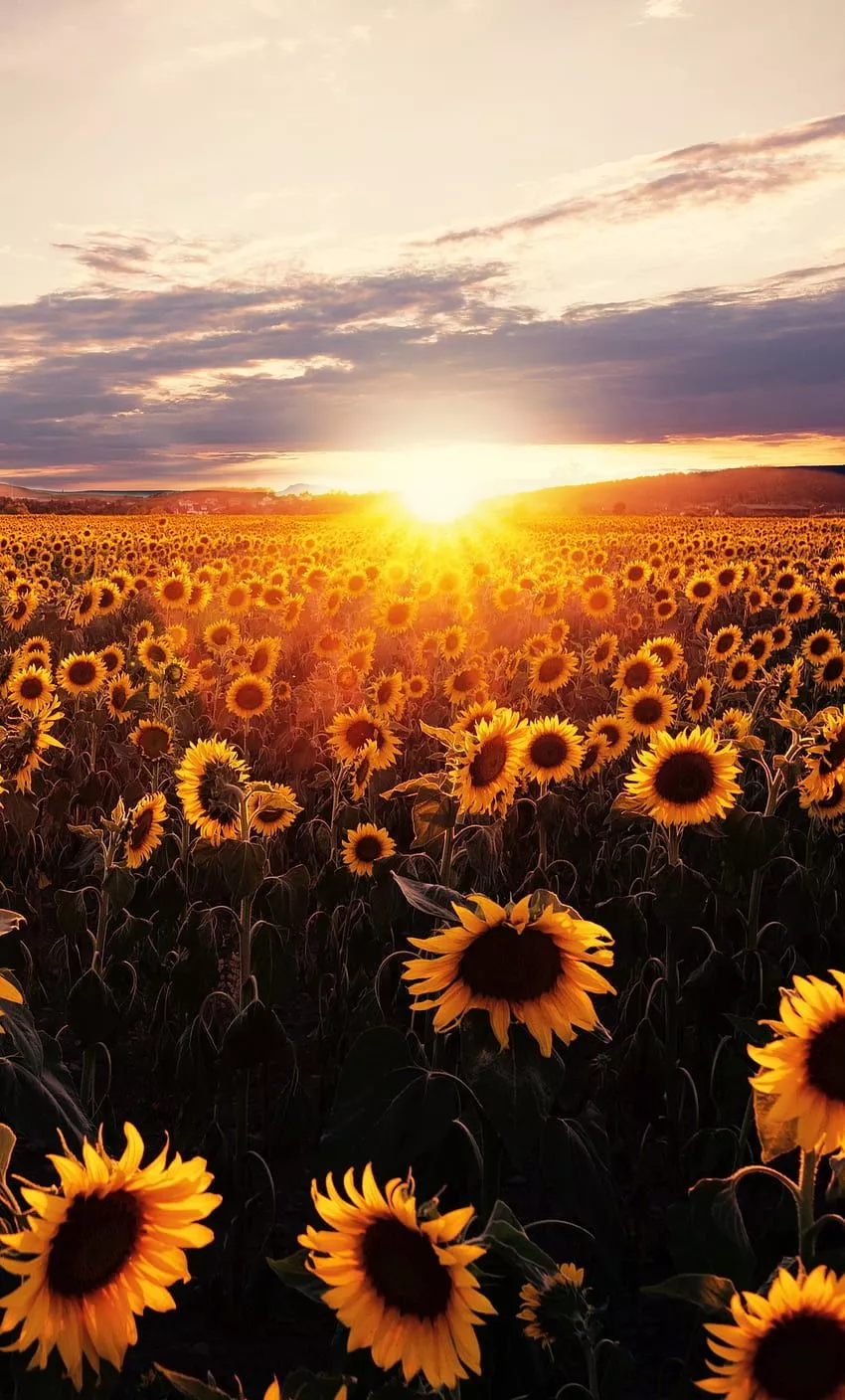 Sunflowers Field Sunrise iPhone