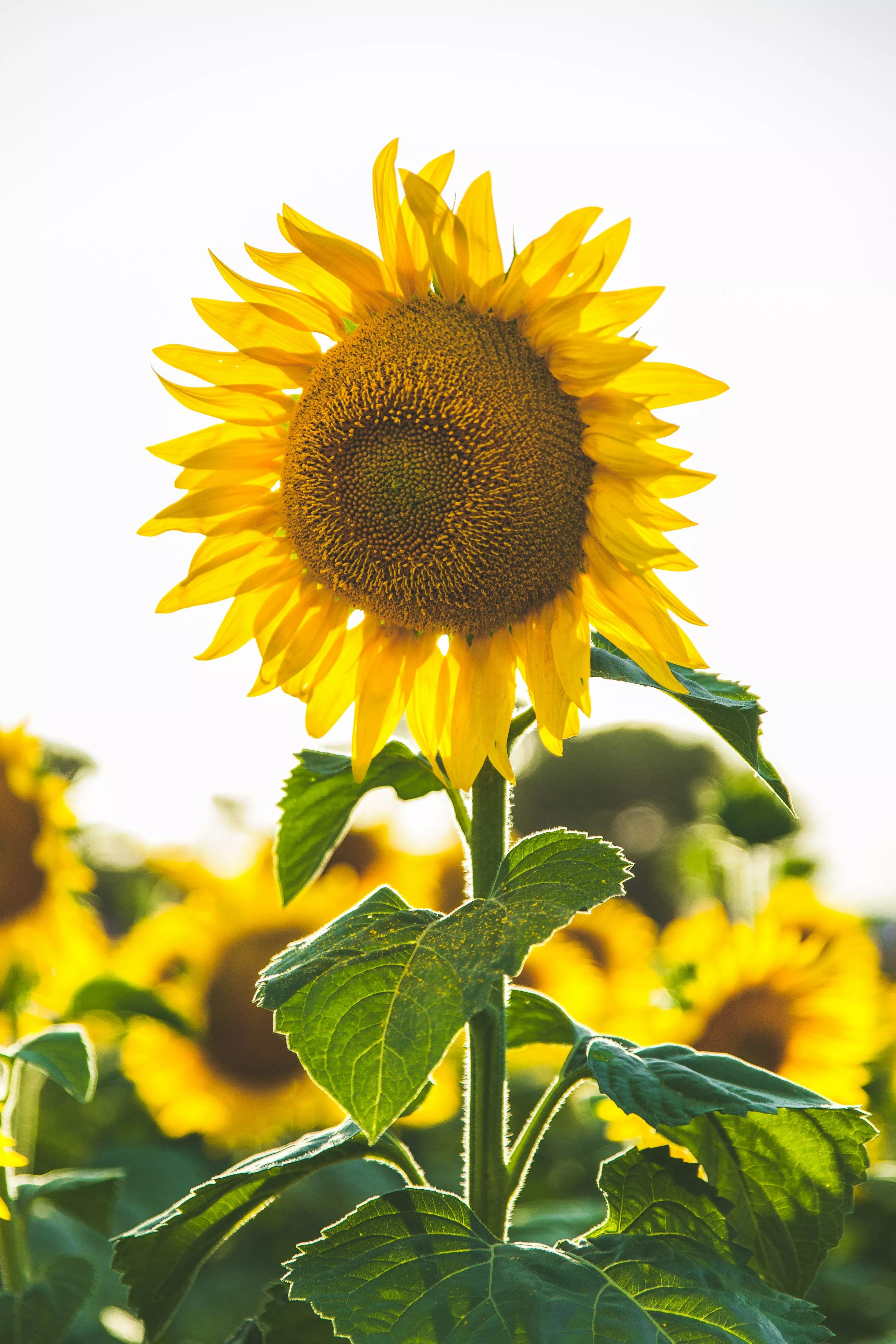 Sunflower Background Image
