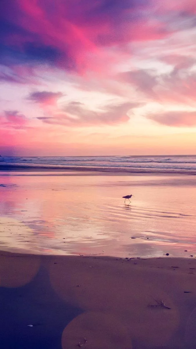 Sunset Beach Bird Red Orange Nature Sea