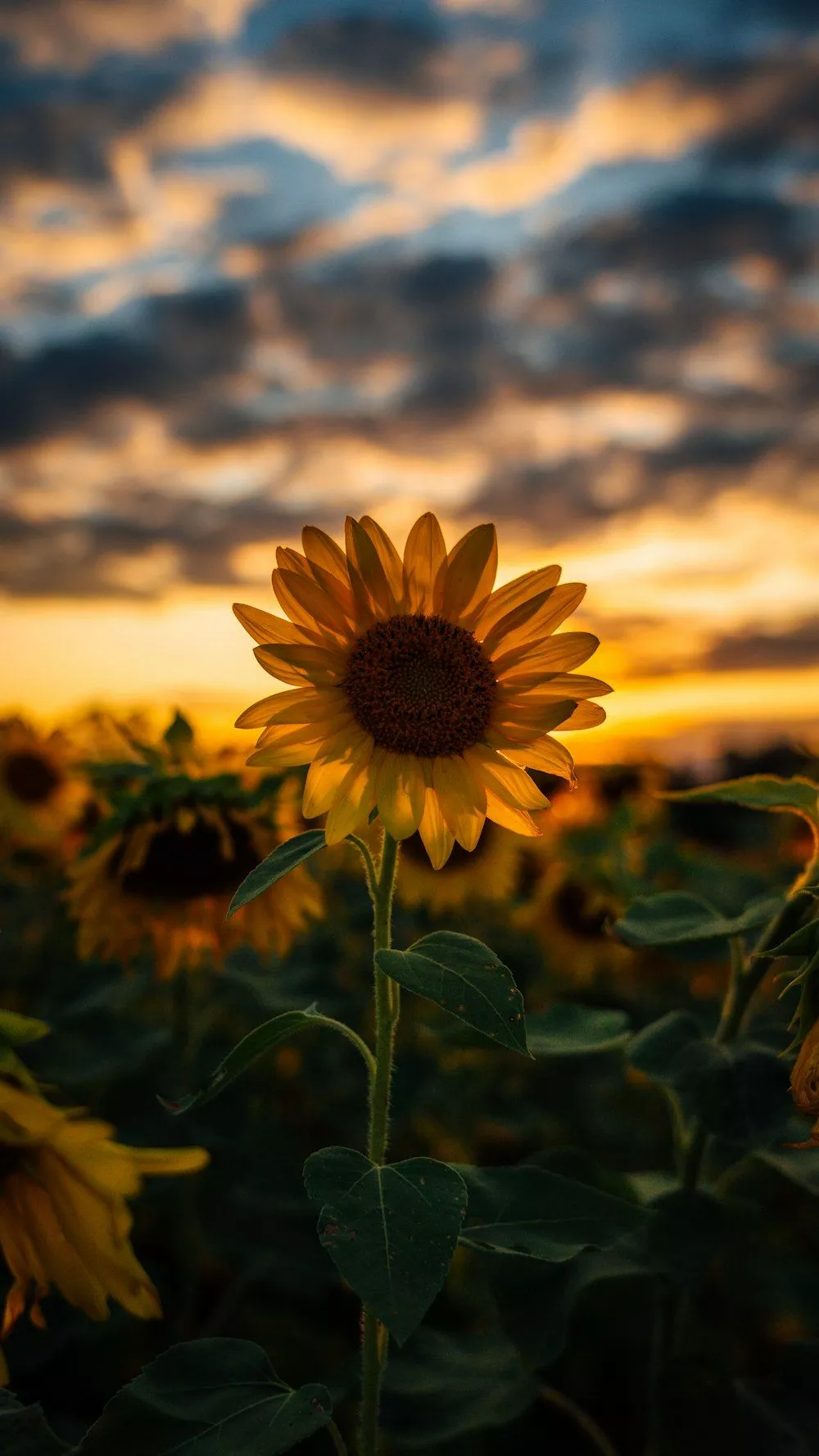 Yellow 2025 sunflower background