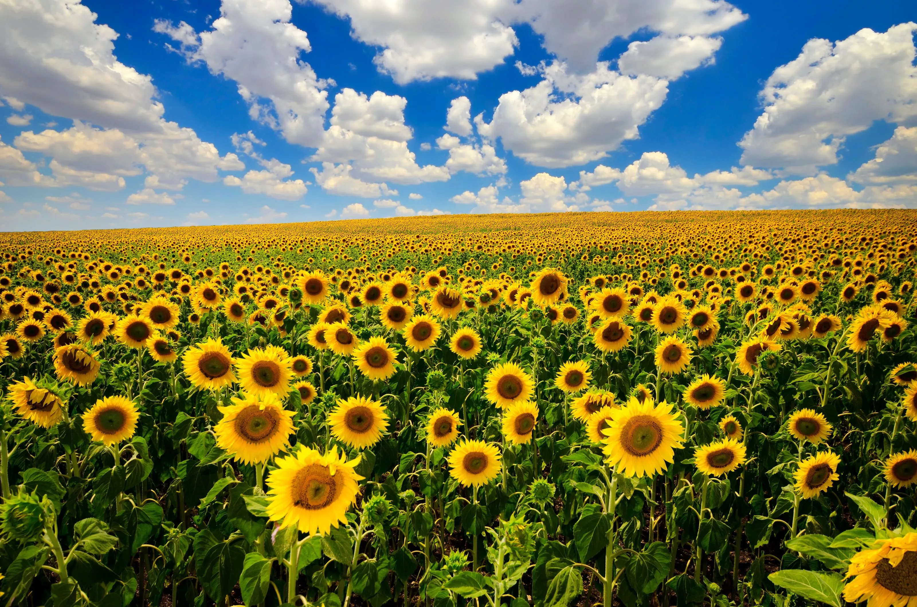 Field Of Blooming Sunflowers Mural