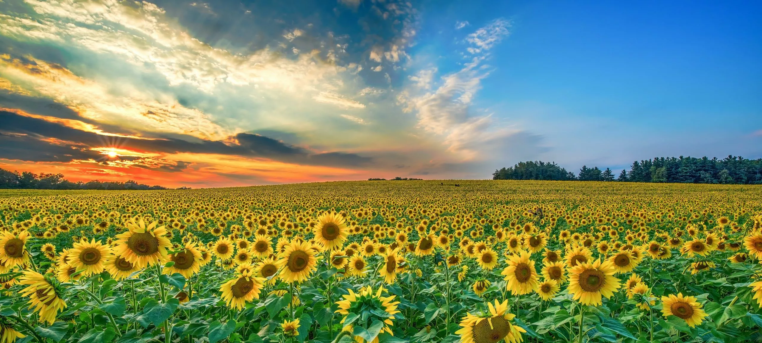 Sunflower Field Wallpaper