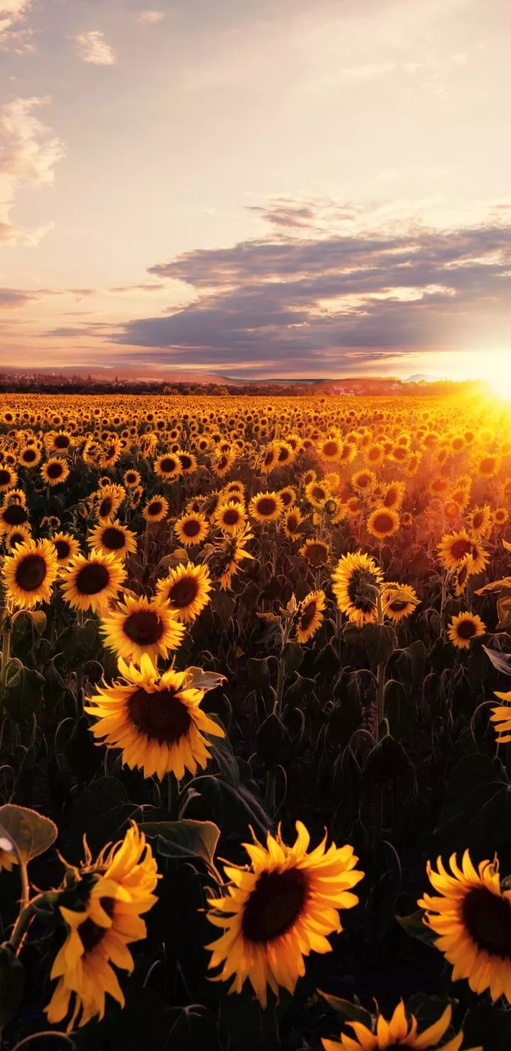 Download Summer Yellow Flower Nature