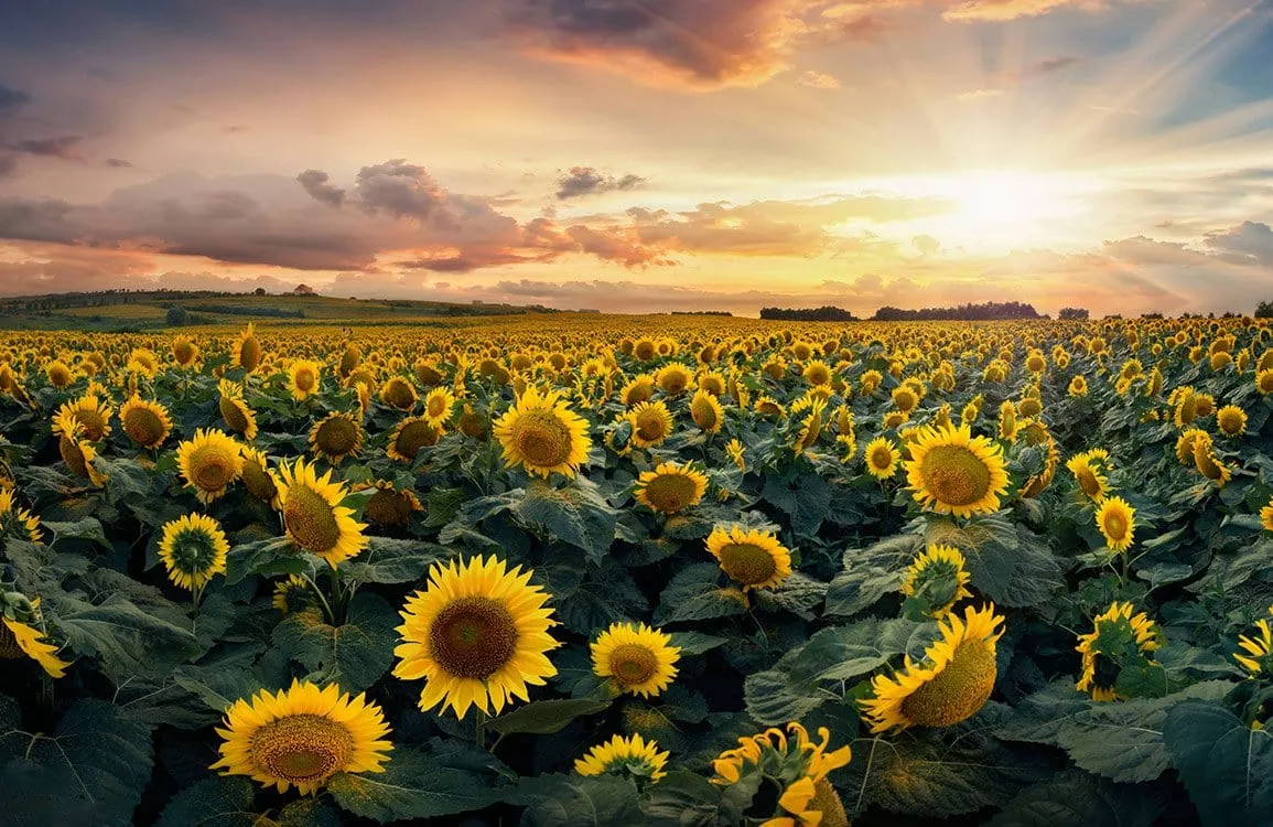 Sunflower Wallpaper Mural. Sunflower