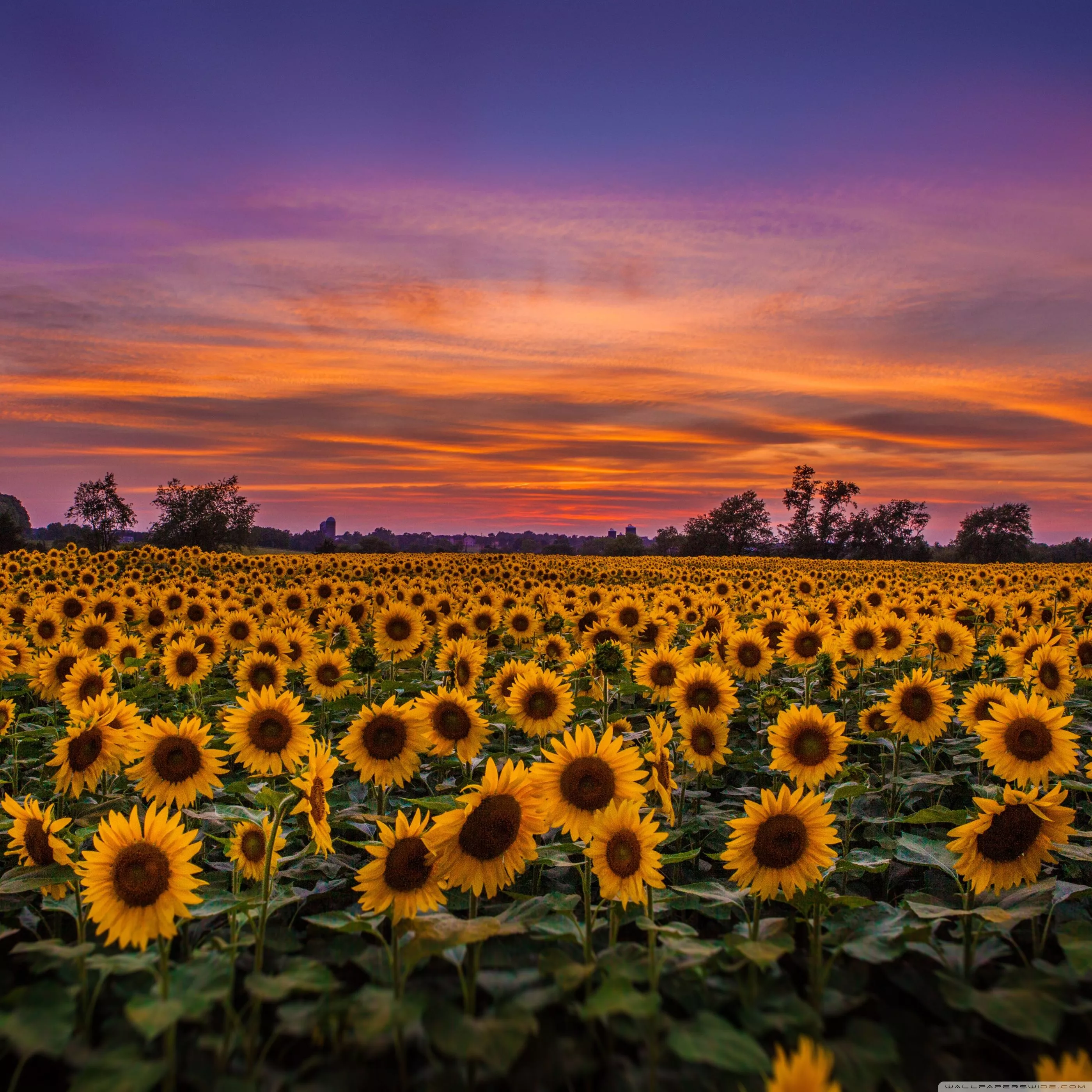 Sunflowers, Field Ultra HD Wallpaper