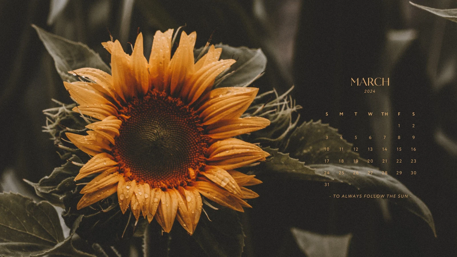customizable wallpaper sunflower