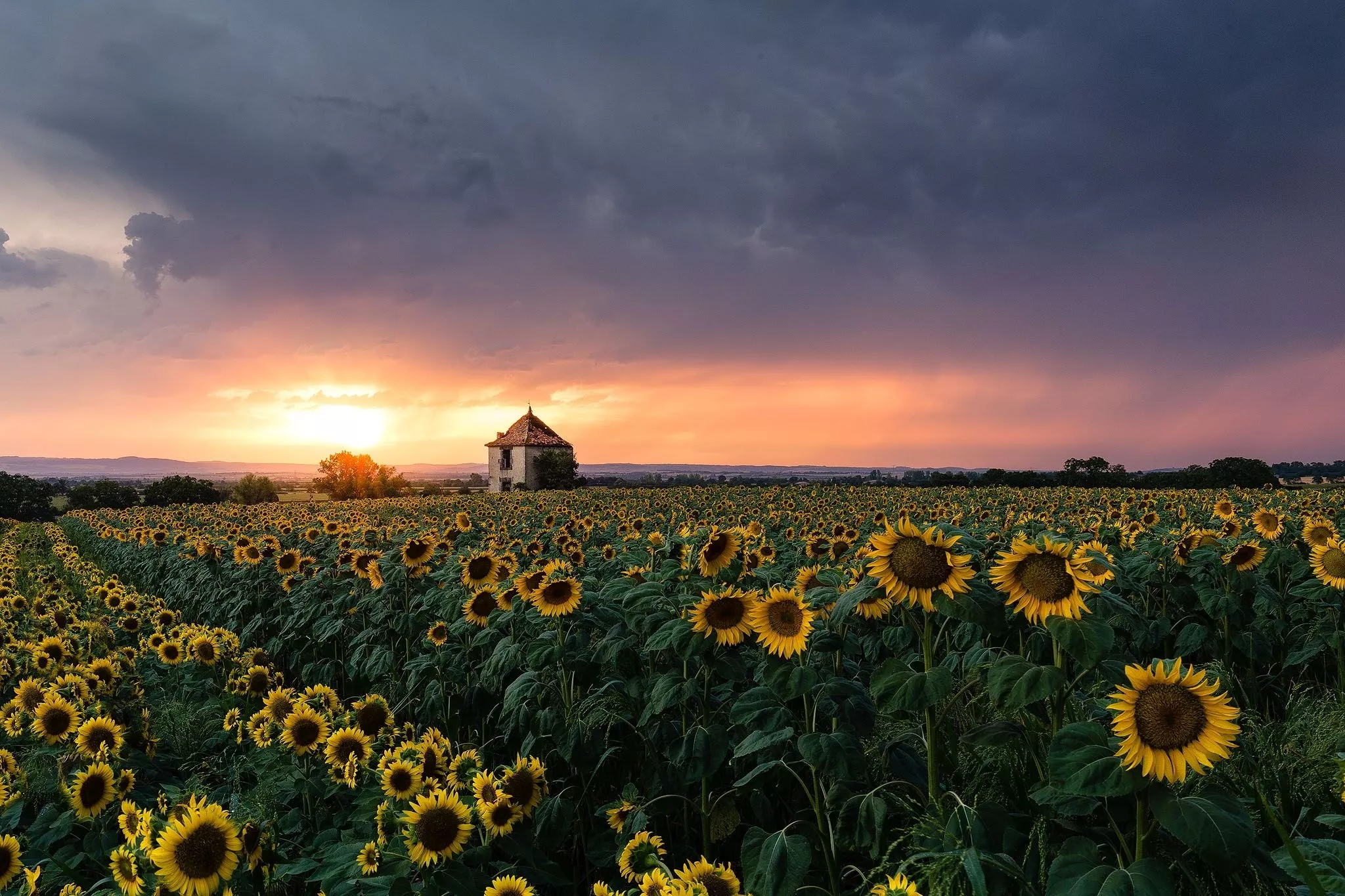 Sunflower HD Field Wallpaper, HD Nature