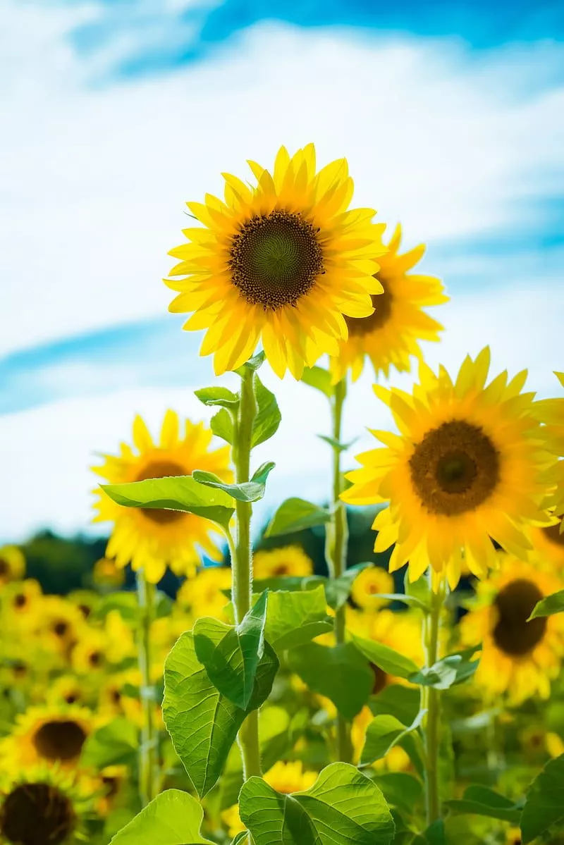 Sunflower, flowers, petals, yellow