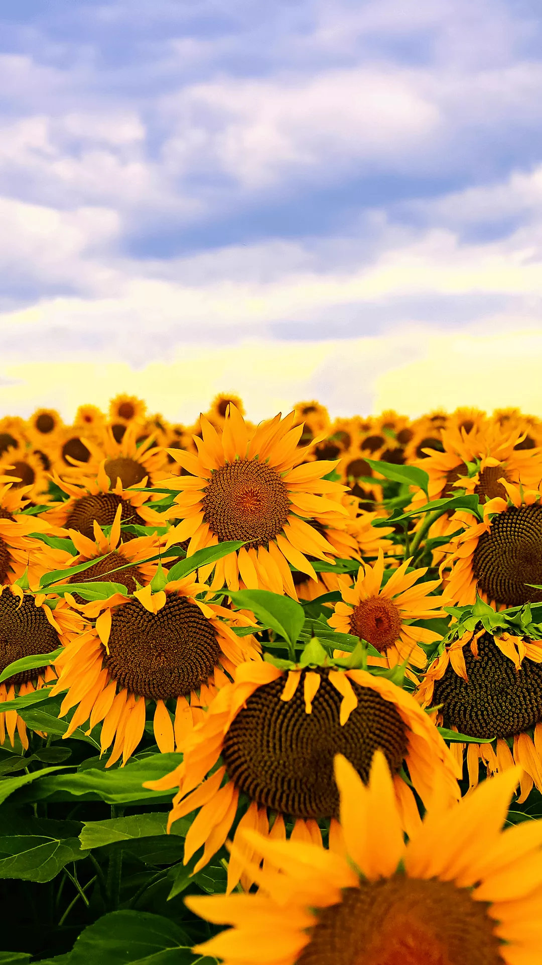 Sunflowers Home Screen Wallpaper