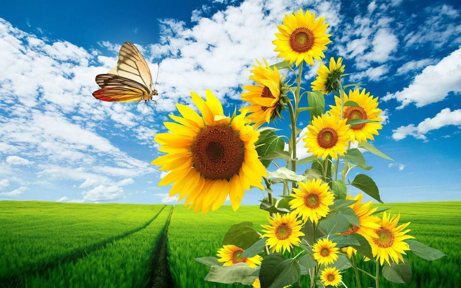 Sunflower Field Wallpaper