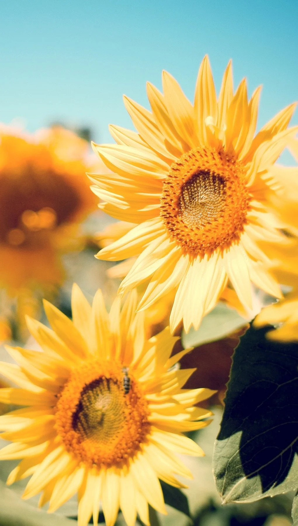 Garden of sunflowers Wallpaper