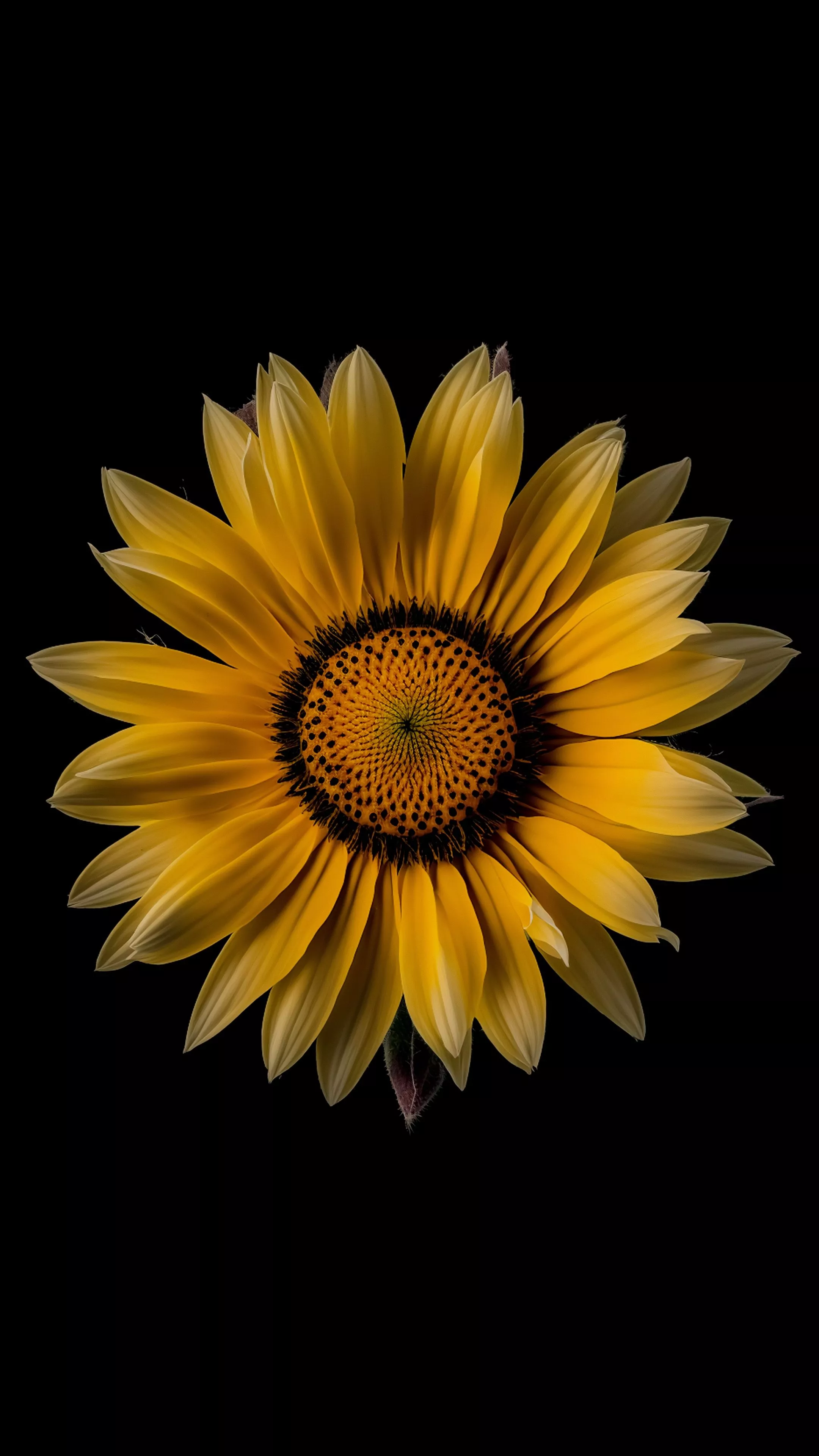 Sunflower Wallpaper 4K, Yellow flower