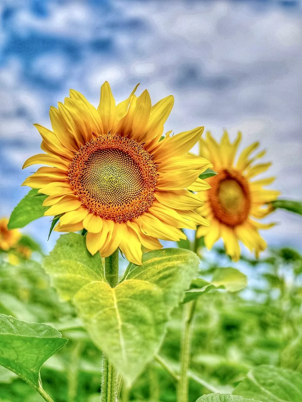 Sunflowers Flowers Sunflower Field