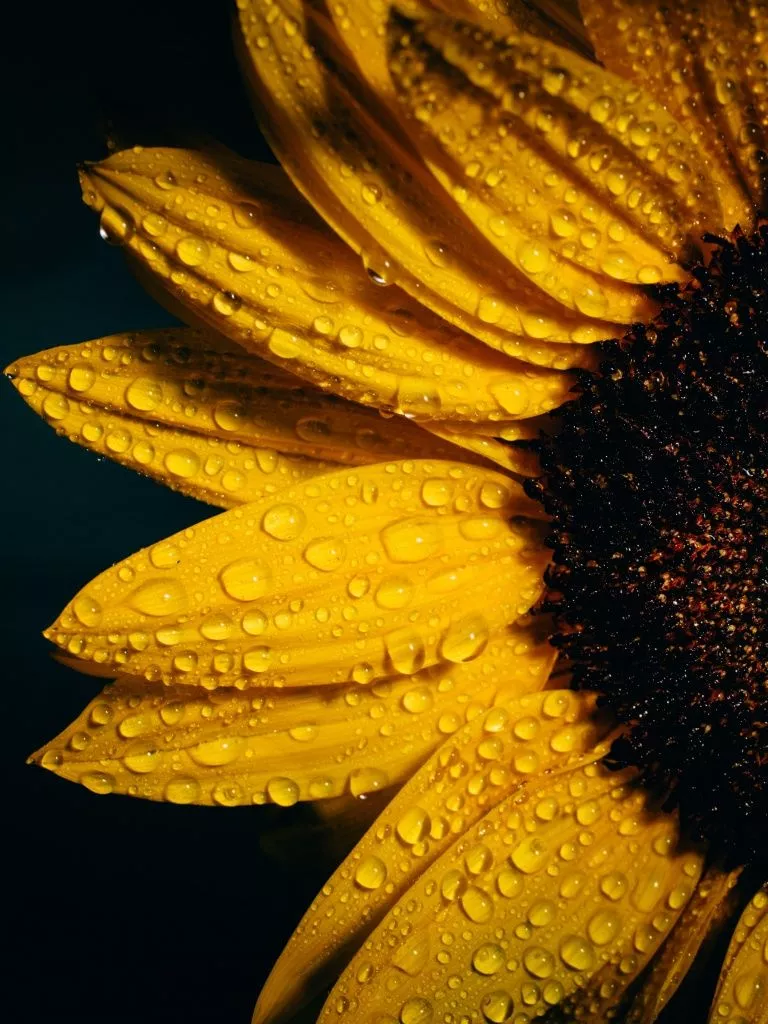 Sunflower Wallpaper 4K, Black