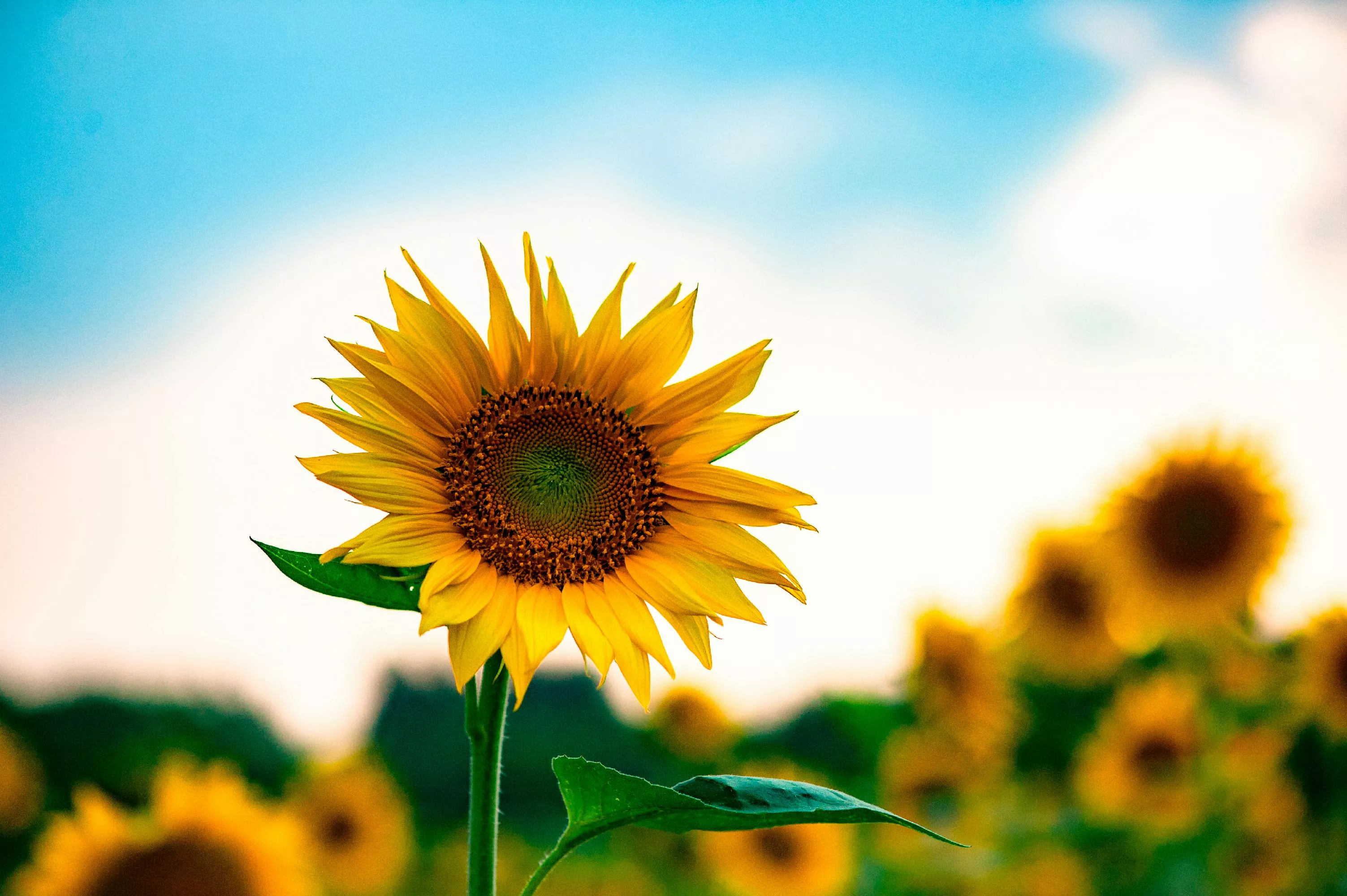 Sunflower Field Photo, Download