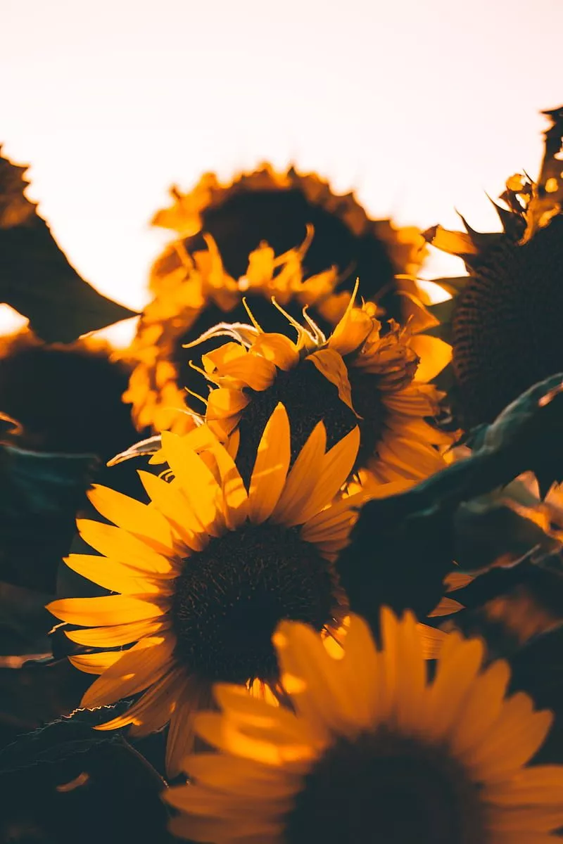 Sunflower, flowers, sunflowers, nature