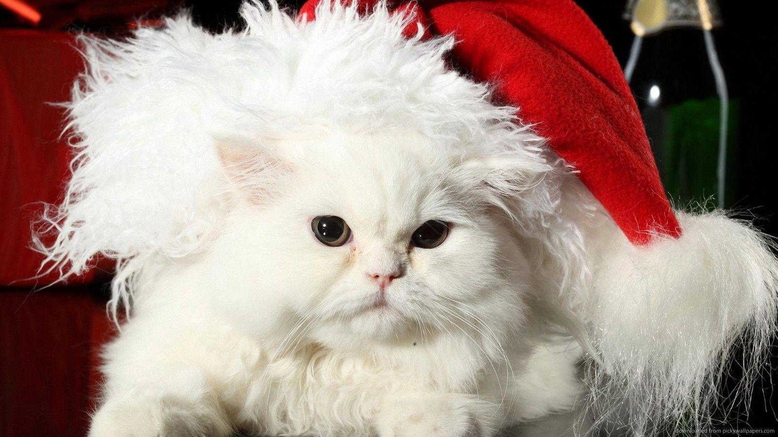 Download 1600x900 White Christmas Cat Wallpaper