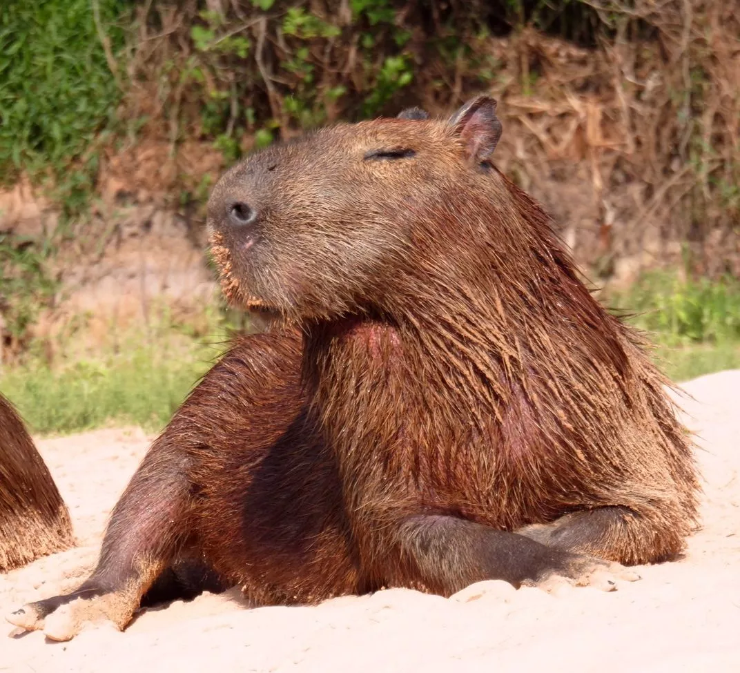 Capybara. This is My Best Side