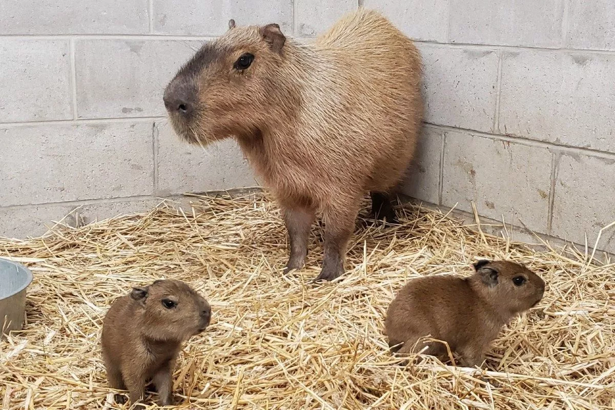 County Zoo welcomes more ugly capybara pups