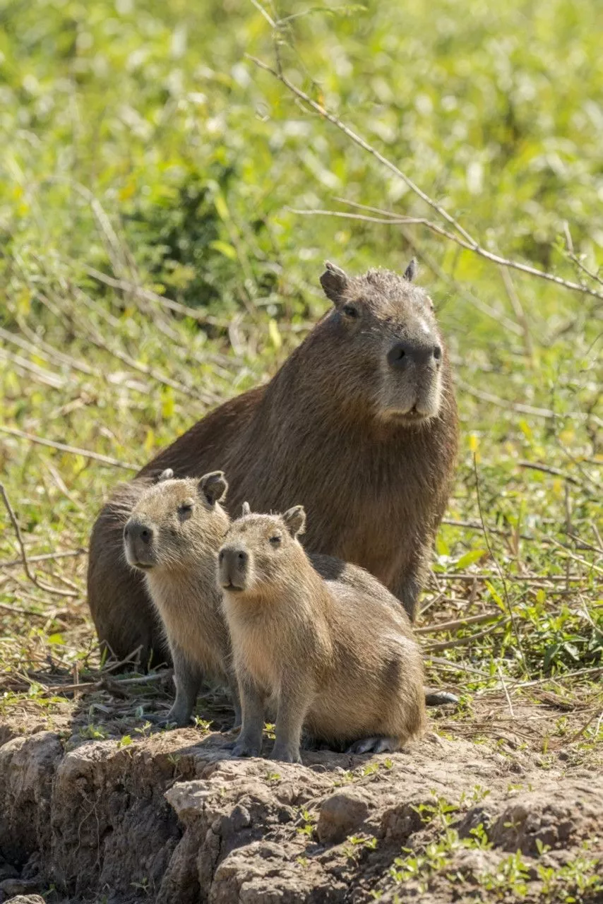 Pantanal, Mato Grosso, Brazil. Portrait