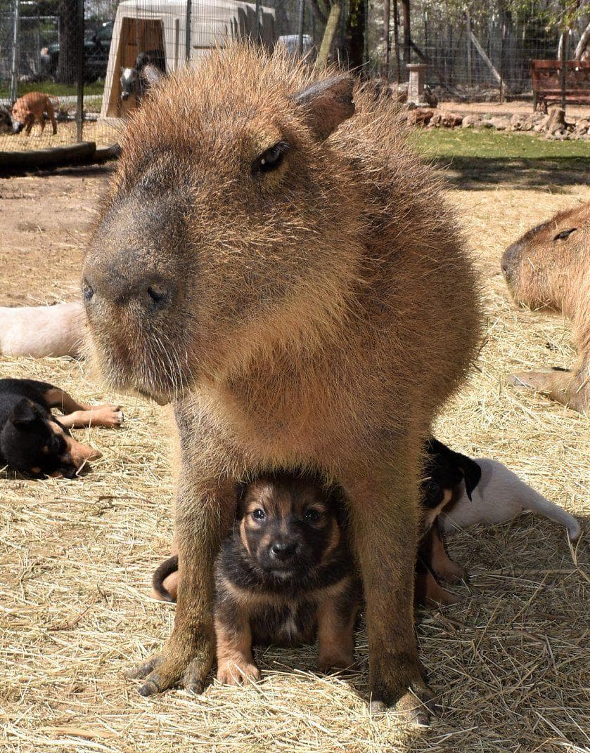 Animals Hanging Out With Capybaras