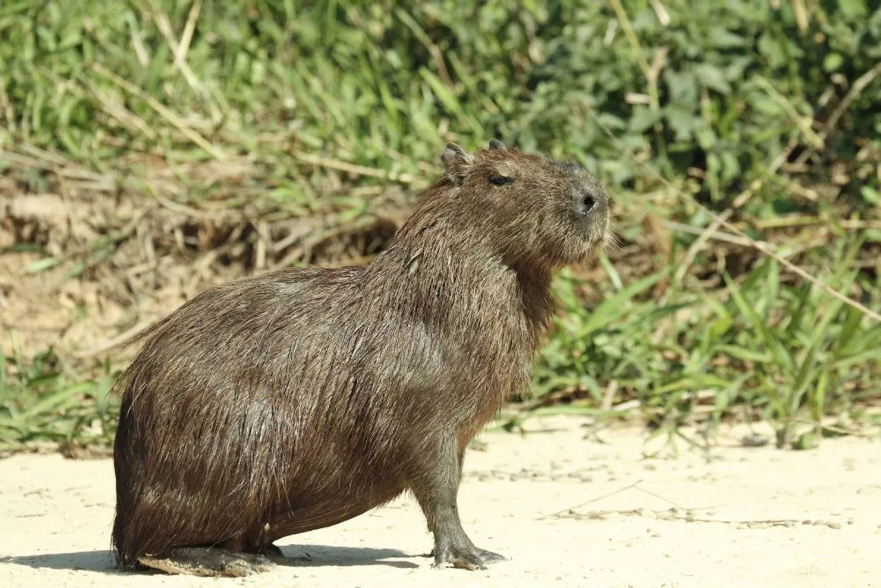 Brazil. Adult Capybara sitting