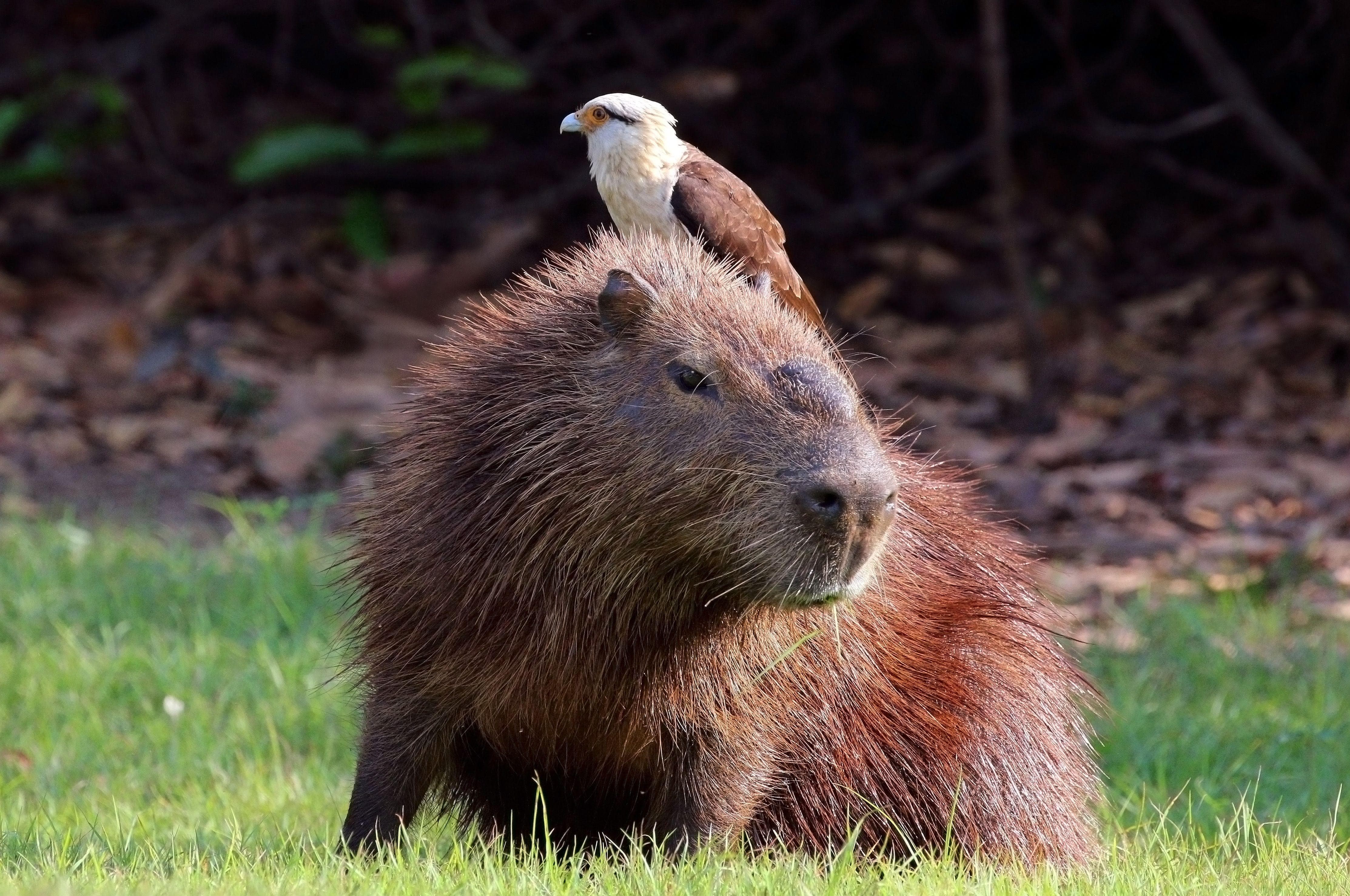 Animals Hanging Out With Capybaras