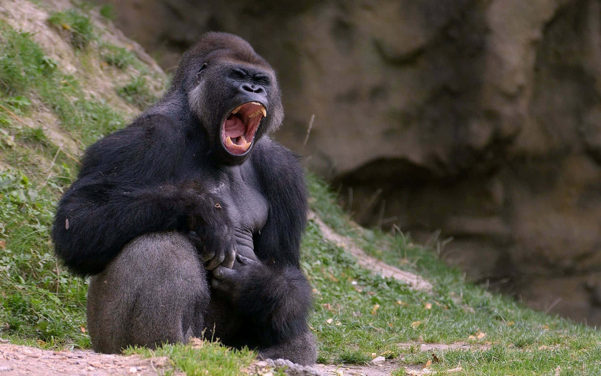 Best Gorilla Background