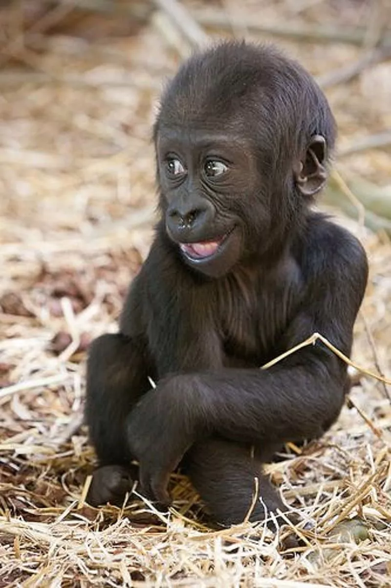 Gorilla, cute, HD phone wallpaper