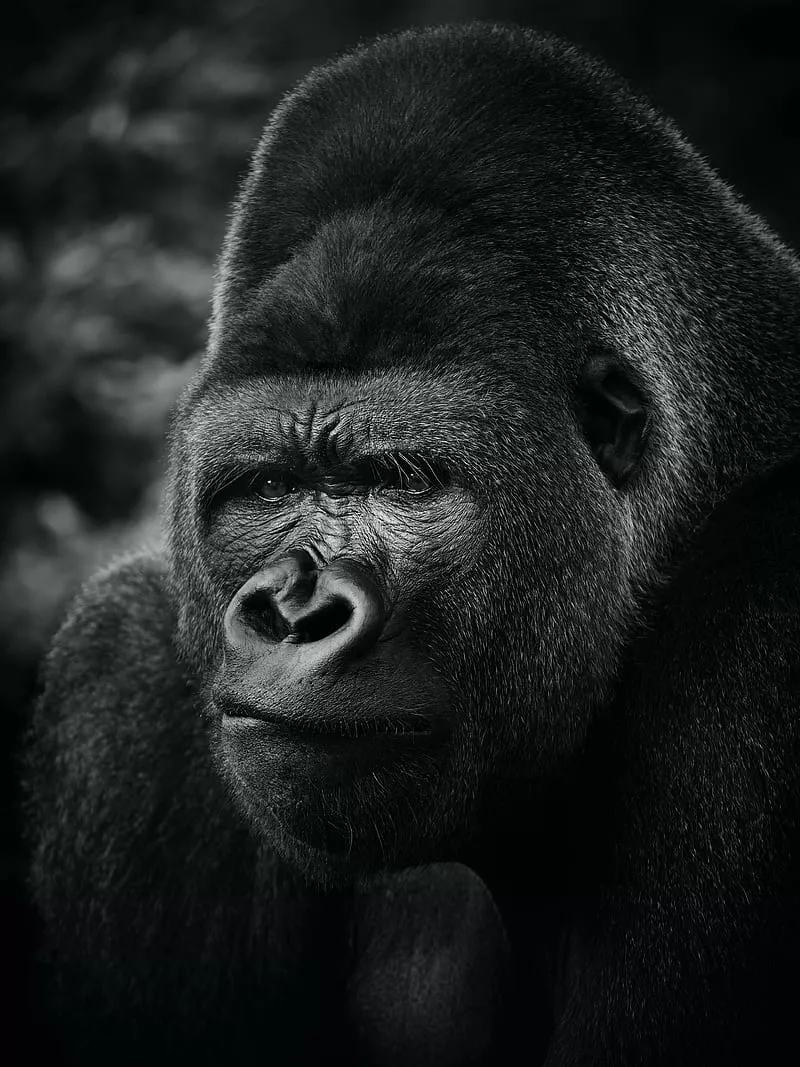 animal, HD phone wallpaper