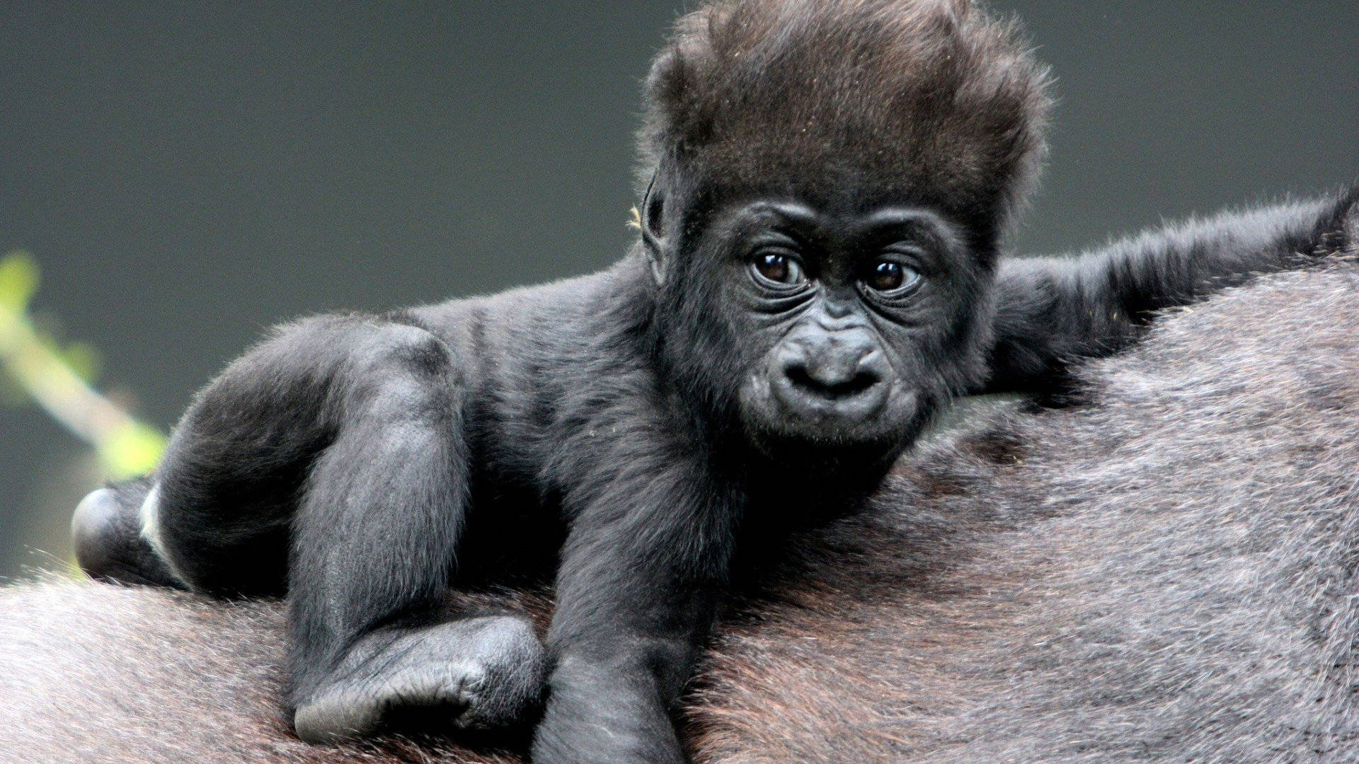 Cool Gorilla Picture. Wallpaper