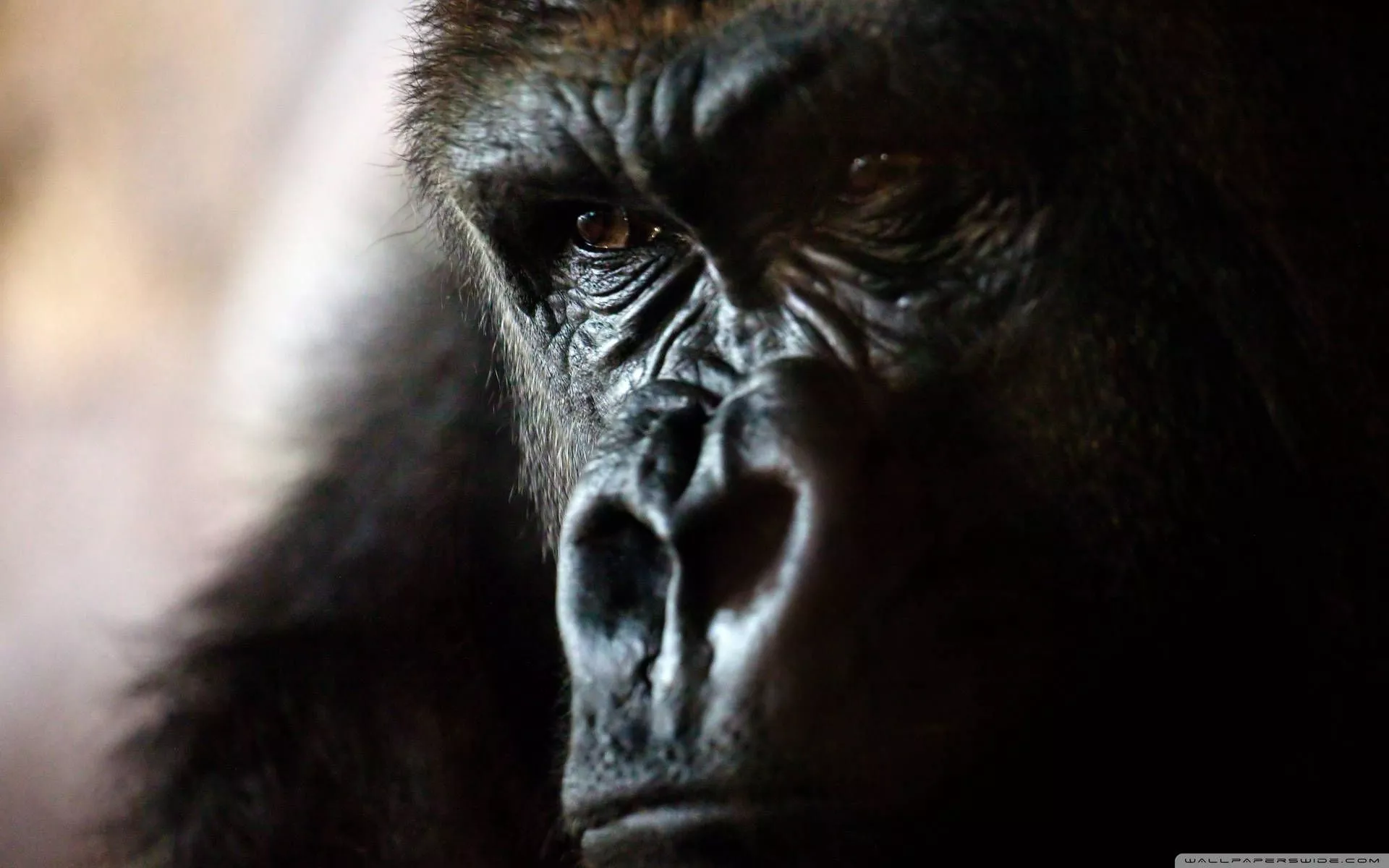 Gorilla Wallpaper
