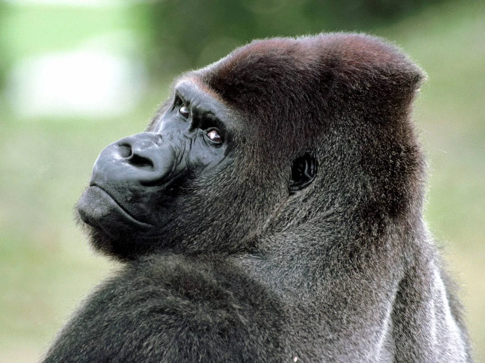 Gorilla Desktop Wallpaper
