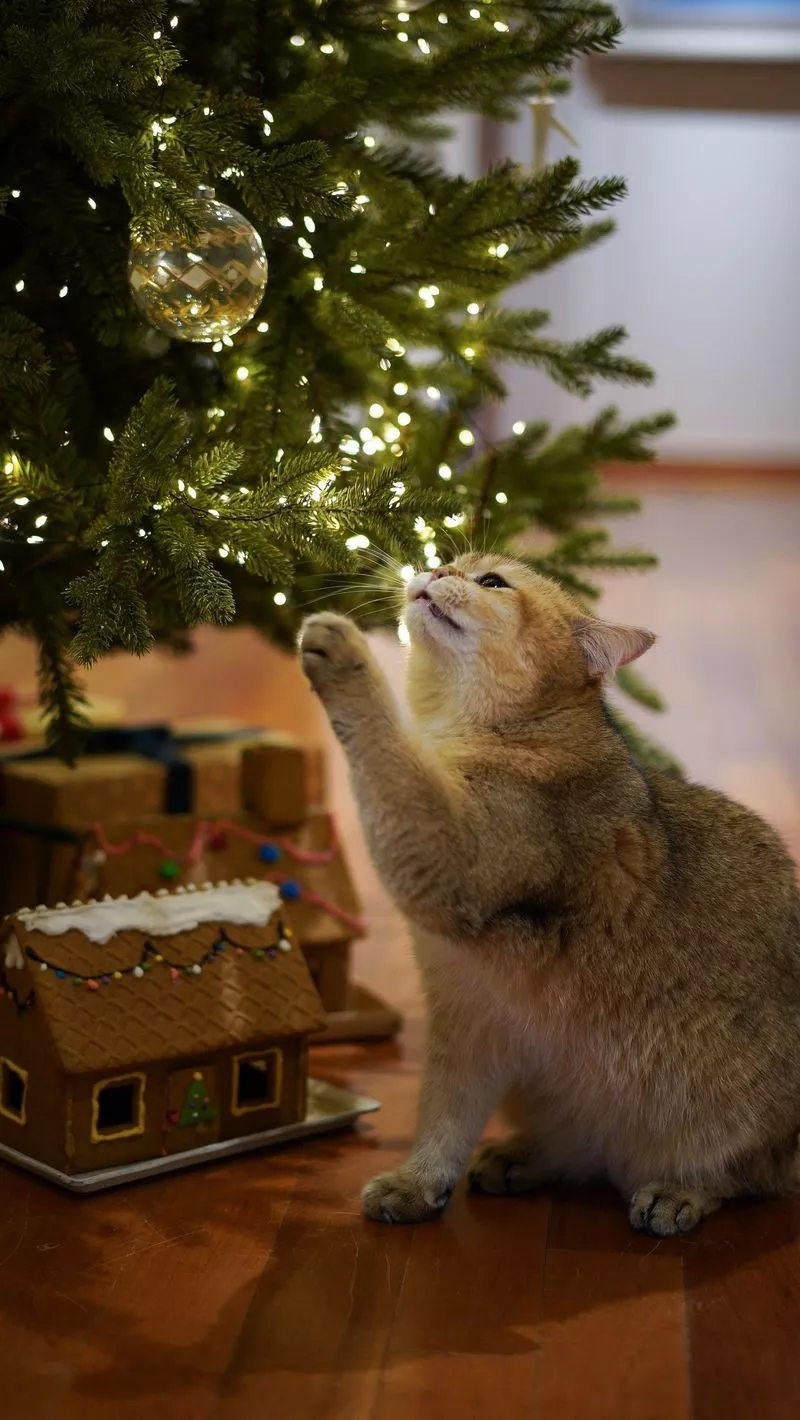 Download wallpaper 800x1420 cat