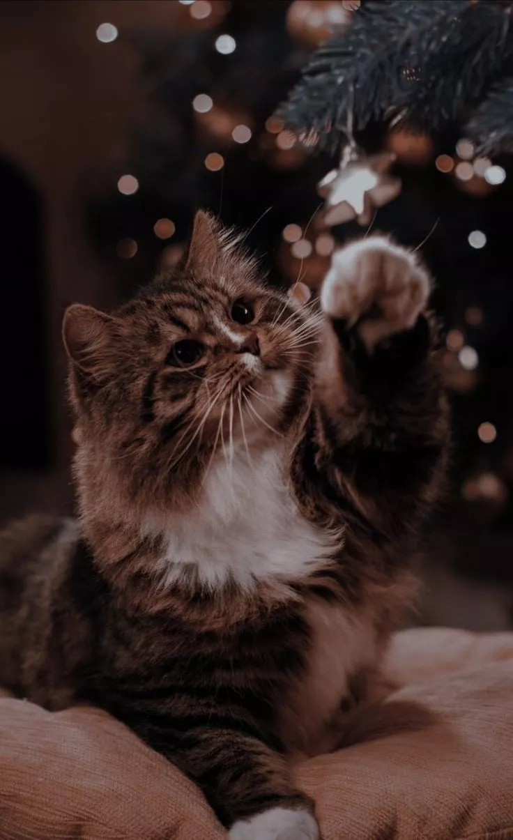 Christmas Cat / #christmas #cute #cat