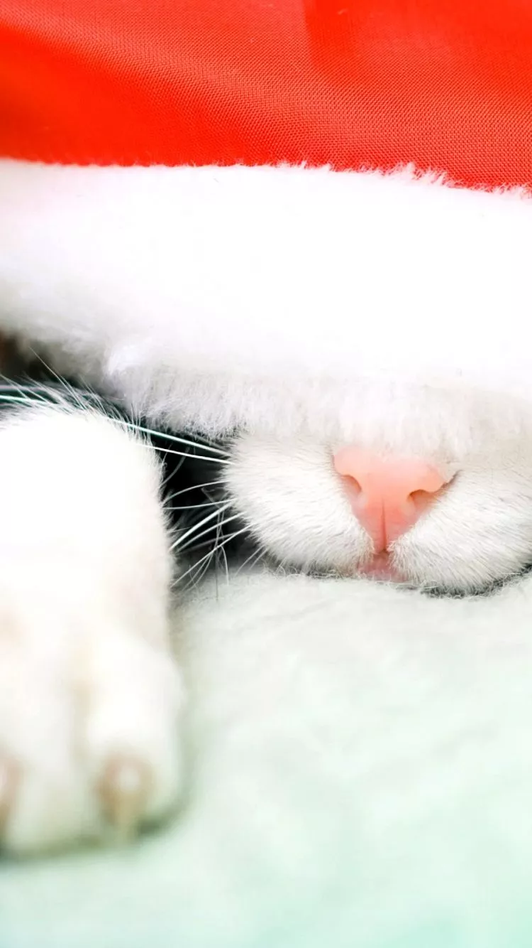 Download Santa Hat Cat Holiday