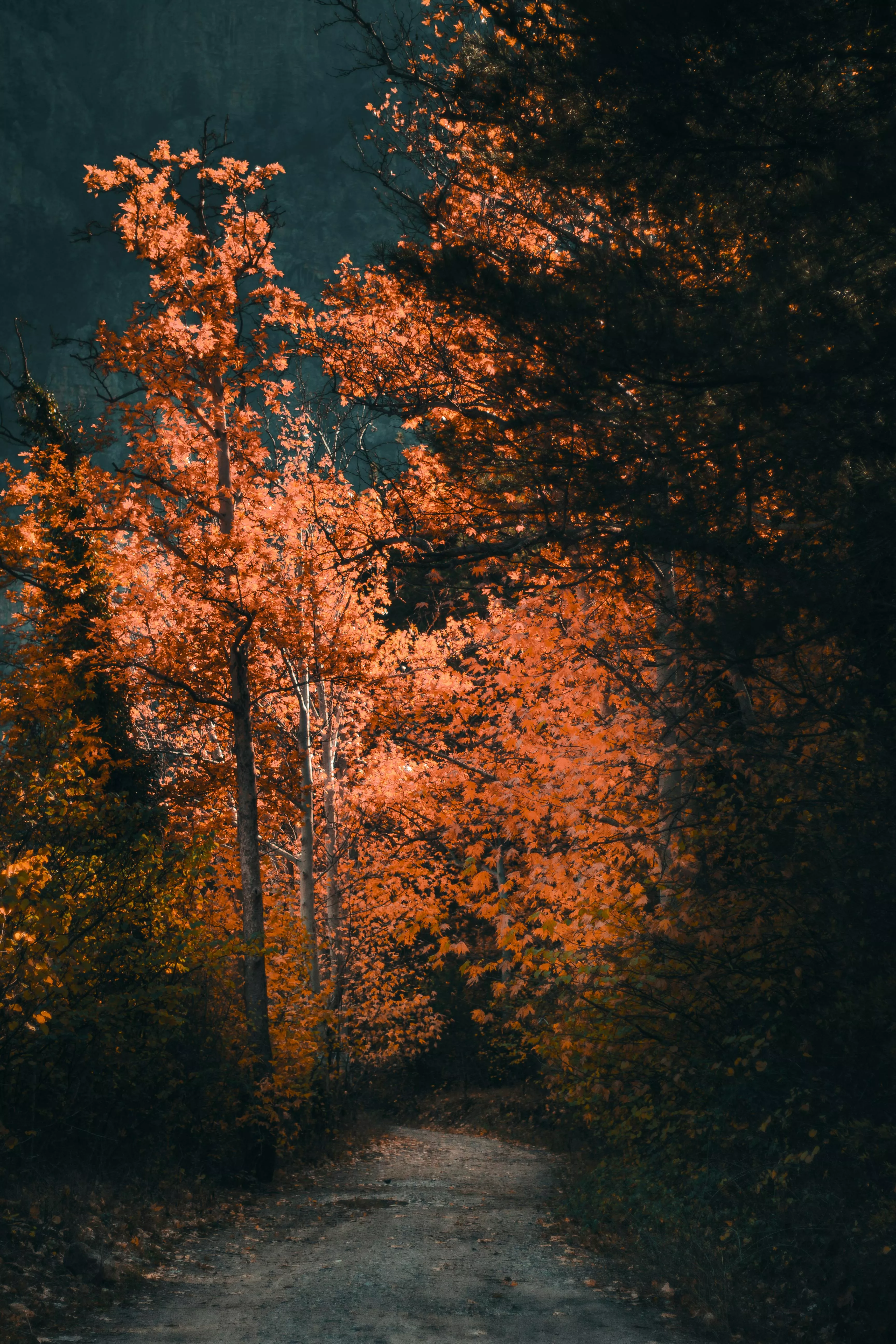 Autumn forest road print · Free