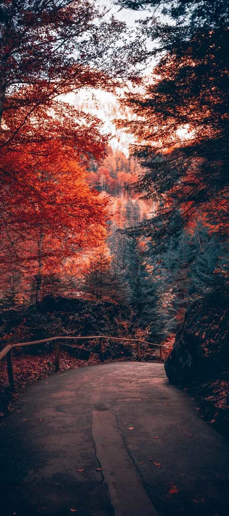 Best Fall wallpaper for iPhone (Free 4k download)