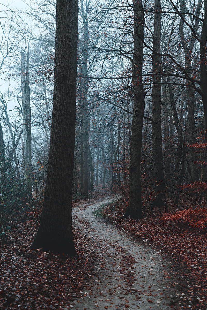 Forest, dark, foggy, autumn, fall, trees, Nature, HD phone wallpaper