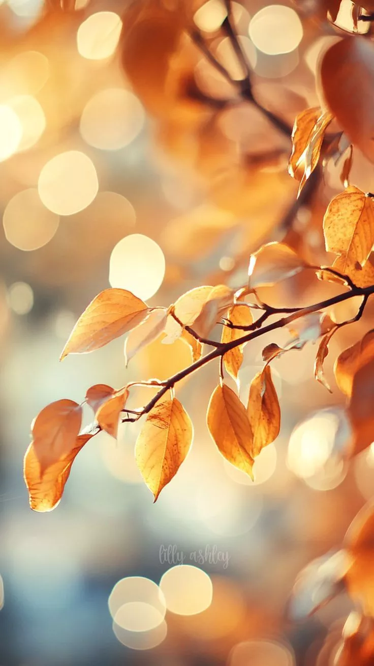 FREE Fall Phone Wallpaper. Cozy Autumn Aesthetic & Nature Scenes