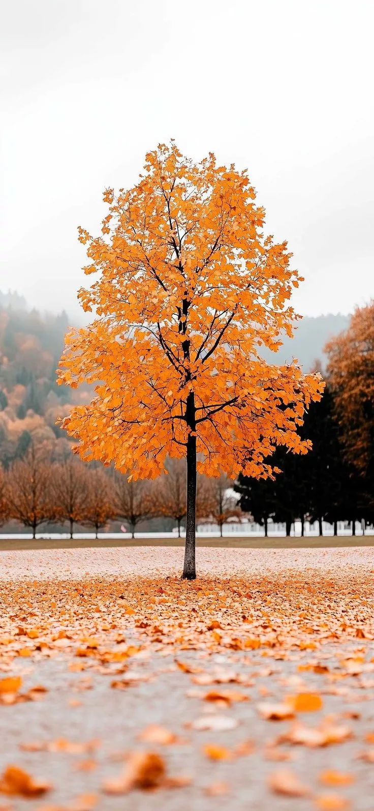 Fall Minimalist Wallpaper For A