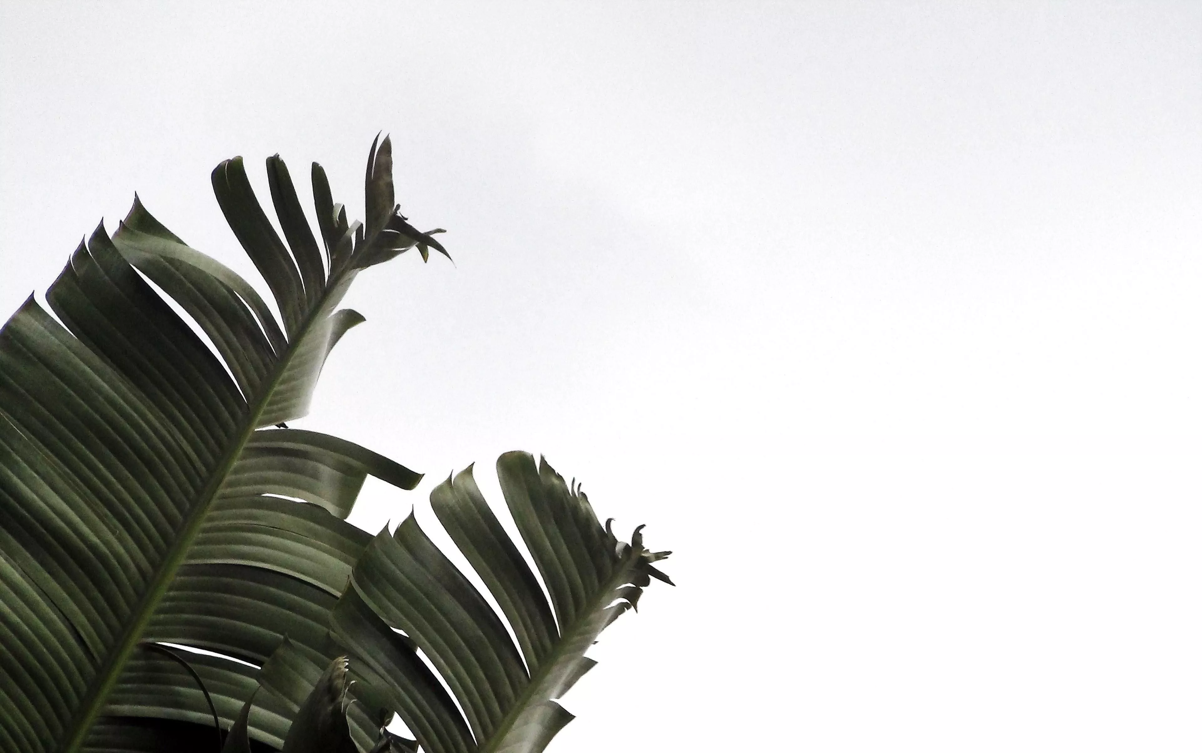 minimalist wallpaper desktop wallpaper