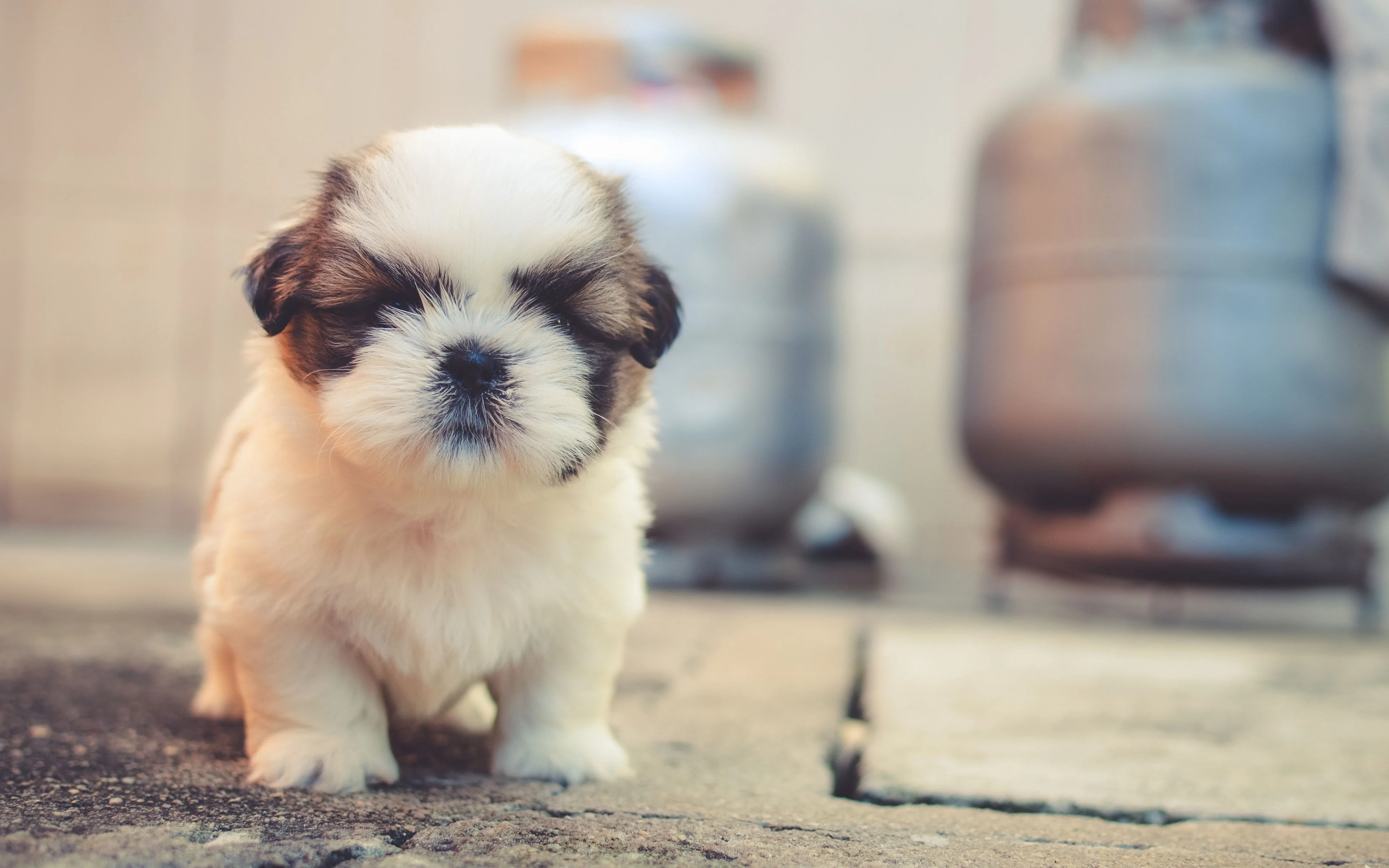 Puppy Wallpaper 4k HD