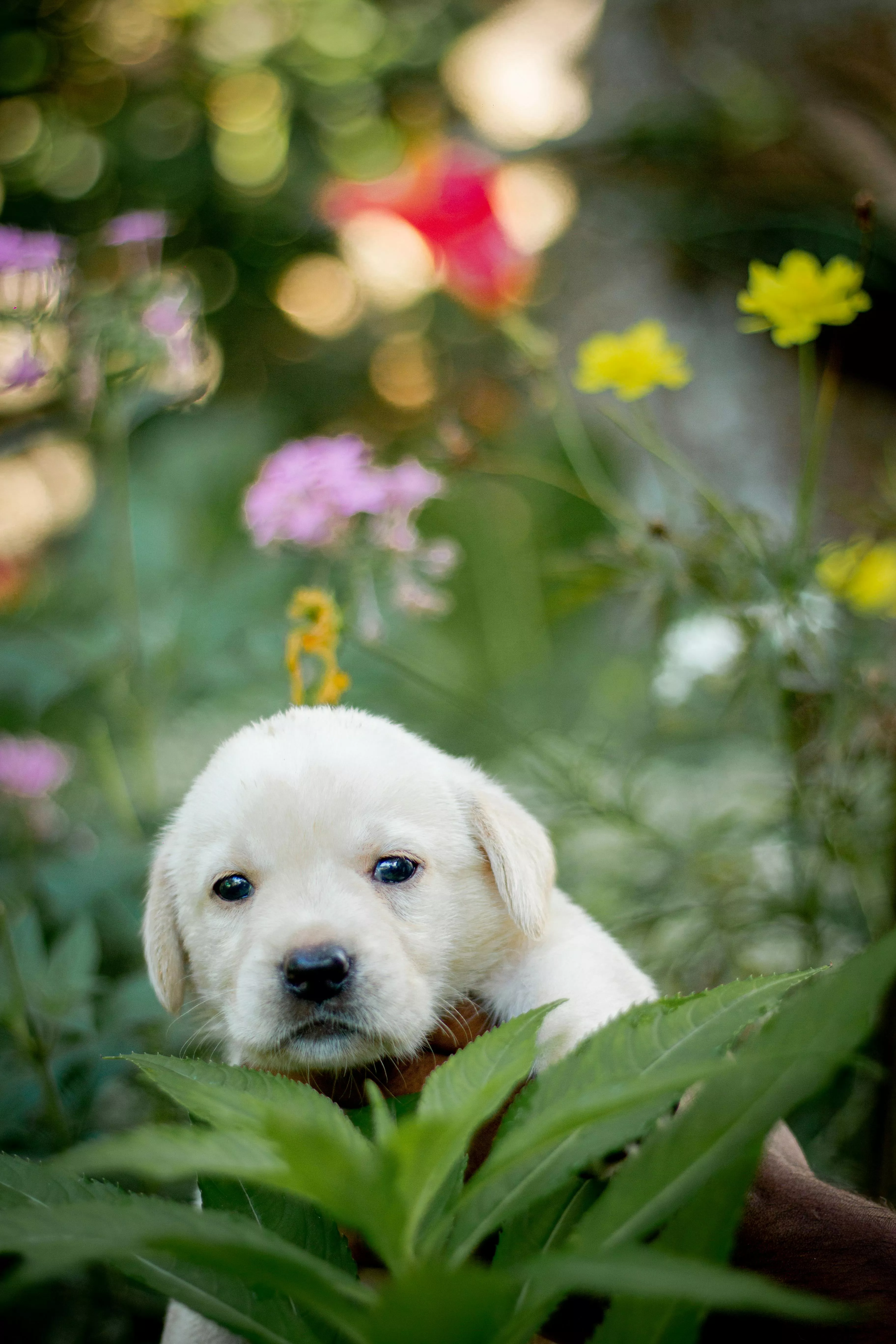 4k Puppy Walpaper Photo, Download