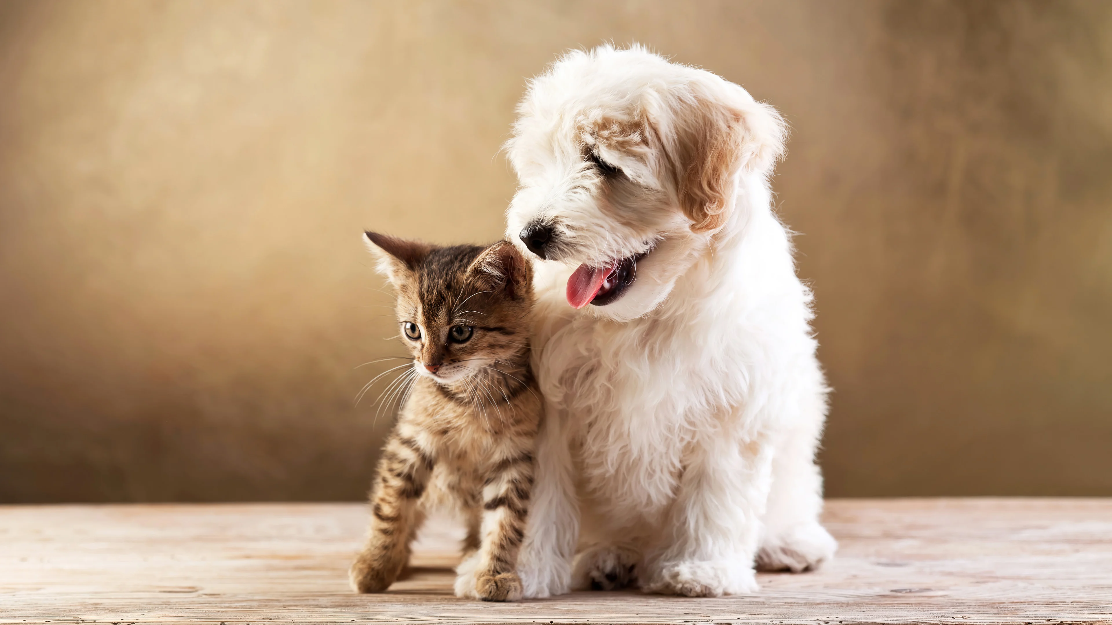 Puppy and kitten Wallpaper 4k HD